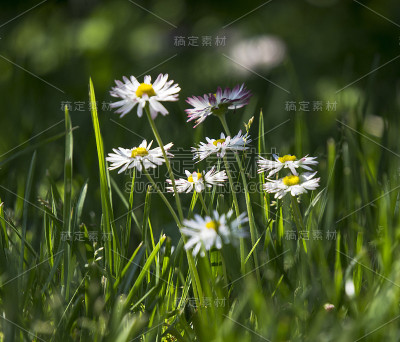 野花