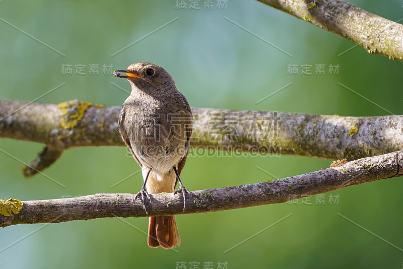 一种黑色的红尾鸲(Phoenicurus ochruros)带着猎物站在树枝上。