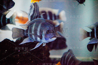 鱼在水族馆