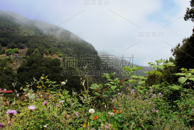 在雪松