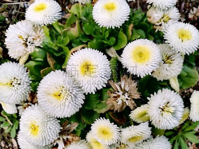 花