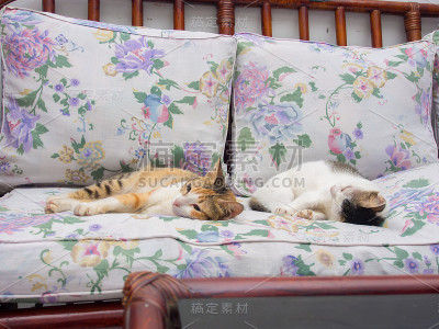 两只猫睡在一起