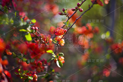 美丽的橙红色榅桲花在可食用的花园里。