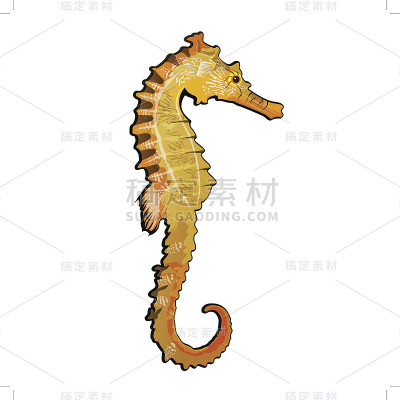 海马插图
