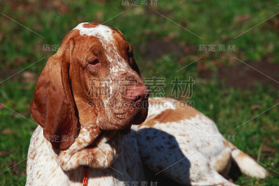 意大利猎犬