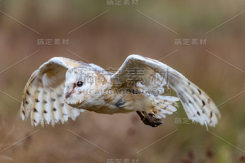 飞行中的小猫头鹰(Tieto Alba)