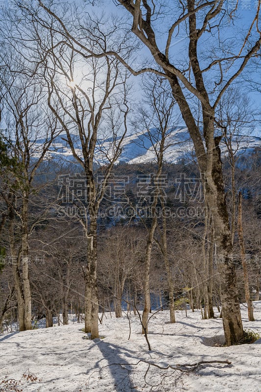 春天的Oze森林和shibutsu山