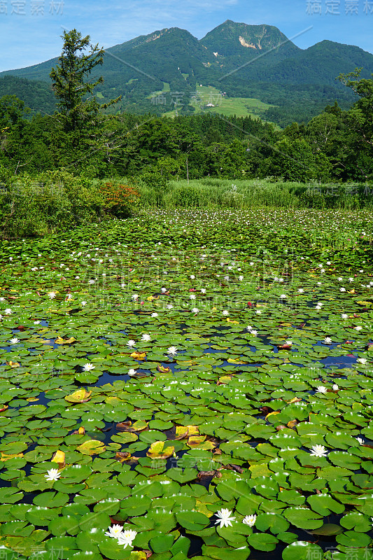 夏日的imori池塘