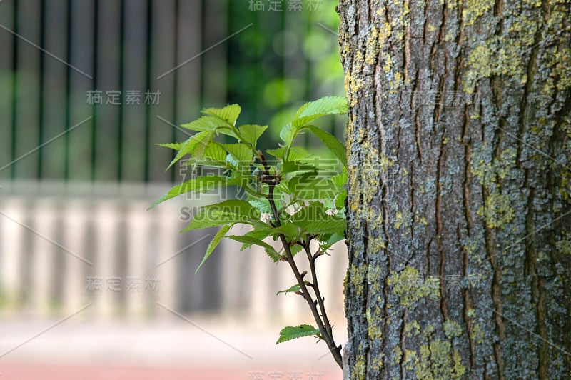 近距离观察荷兰阿姆斯特丹的新叶