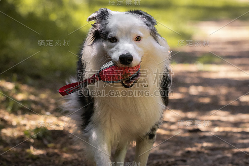 特写的澳大利亚牧羊犬快乐的脸和玩具在他的嘴，在森林里奔跑