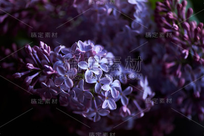 深色背景上的丁香枝。背景,关闭。紫色的