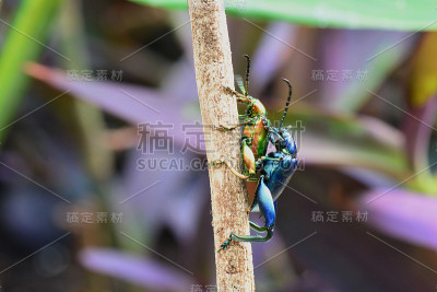 青蛙腿甲虫在花园里。