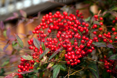 五颜六色的秋天灌木，红色的浆果(Ardisia Crenata)