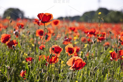 美丽多彩的罂粟花草地
