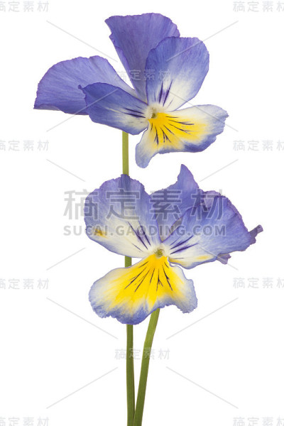 堇型花
