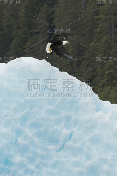 白头海雕