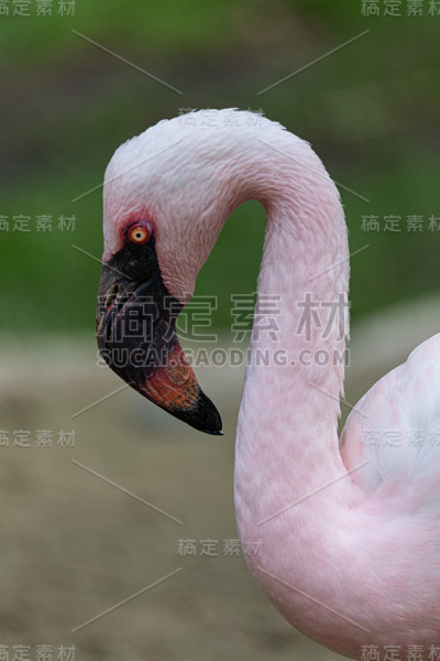 火烈鸟