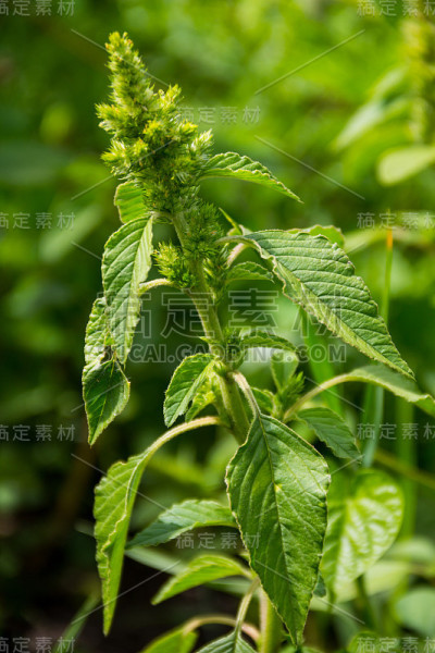 杂草和药用植物反枝苋