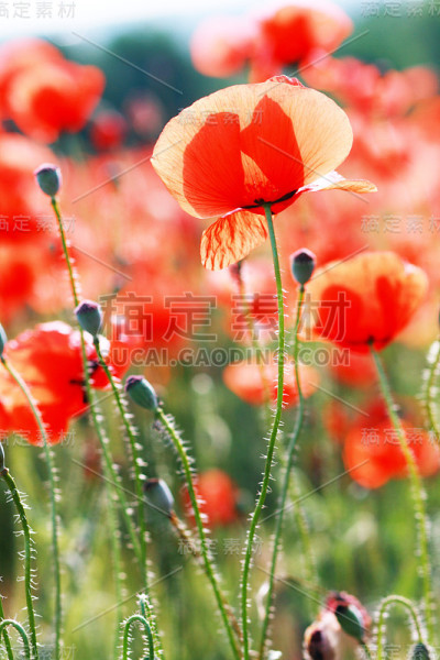 罂粟花田
