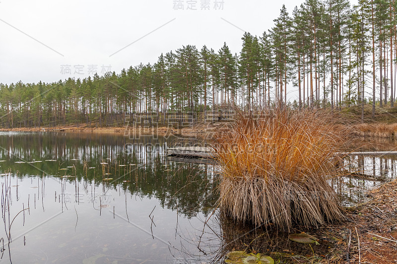 湖，平静的水，森林倒影在水中，云雾秋景。瑞典。