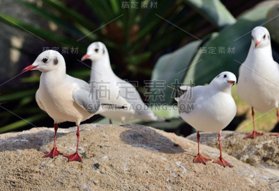 黑头鸥，叫Larus ridbundus