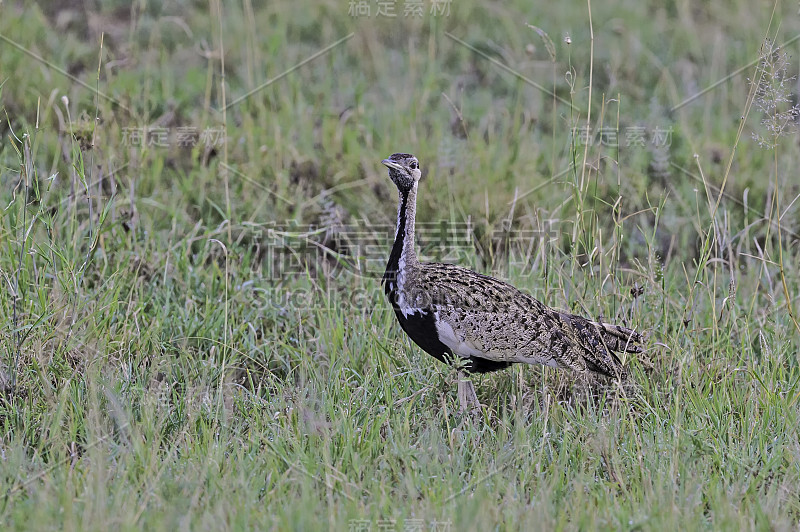 塞伦盖蒂国家公园的黑腹大鸨(Lissotis melanogaster)，也被称为黑腹korhaan