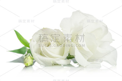 美丽的白色口气孔花孤立在白色的背景