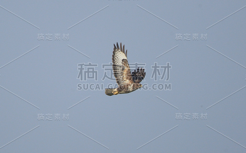 秃鹰(Buteo Buteo)