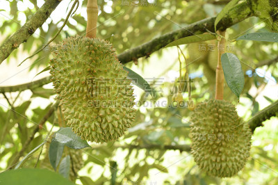 榴莲果挂