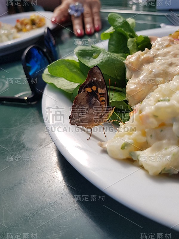 蝴蝶吃食物