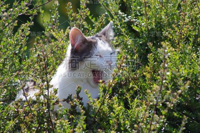 我花园里的一只猫