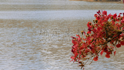 橙色孔雀花旁边的池塘在夏天公园与木桌蒙太奇或展示您的产品