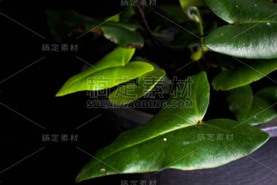 阿迪安图姆 （阿罗）