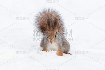 雪中的松鼠