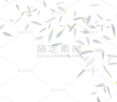 美丽柔嫩的花瓣在白色的背景上飞舞