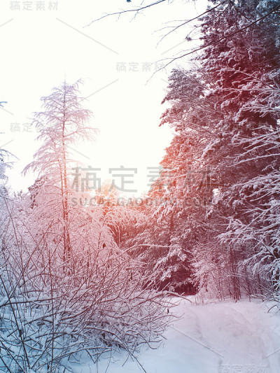 冬季森林和阳光