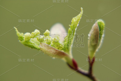 鲜绿的