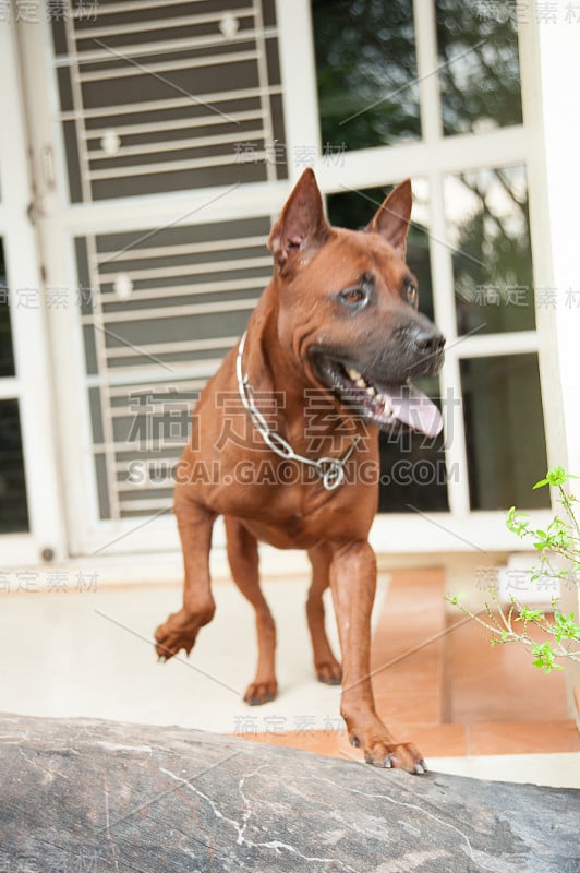 泰国脊背犬的狗