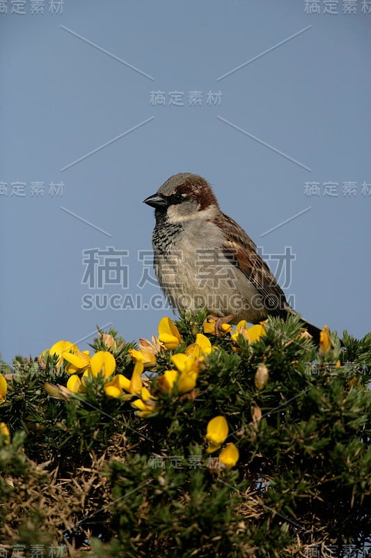 家麻雀，Passer家麻雀