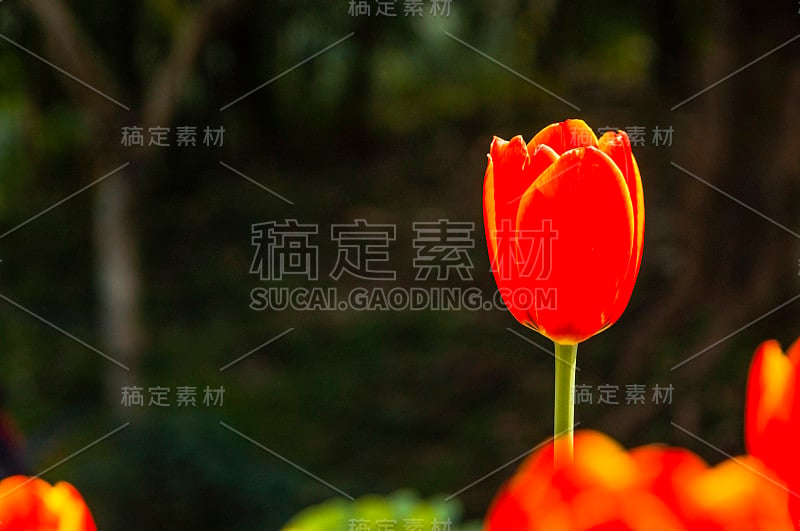 郁金香花近了