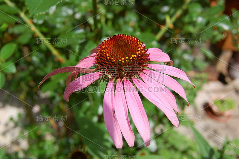 美丽的紫锥菊的花