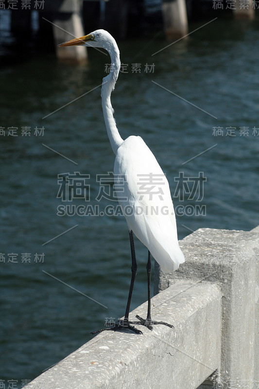 靠近大海的鸟