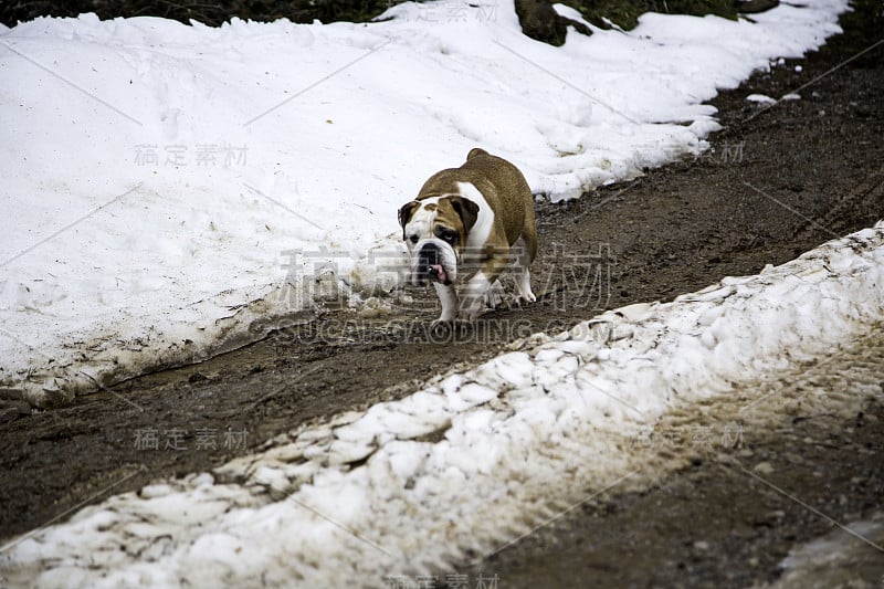 雪中的英国斗牛犬