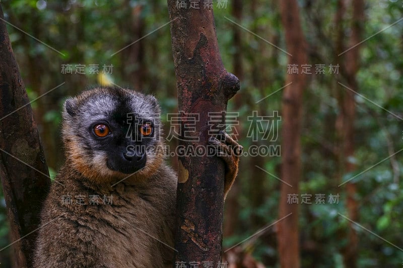 印度洋非洲马达加斯加岛的野生棕色狐猴