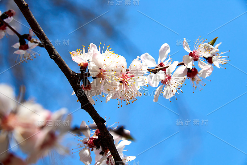 樱花盛开。选择软焦点