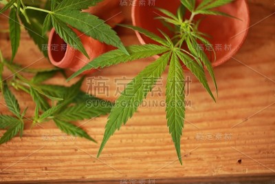 大麻叶子绿叶大麻