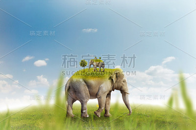 绿色草地上的大象