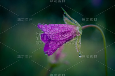 野花