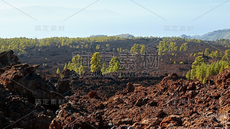 特内里费火山国家公园一览无余。旅游、旅游、度假。