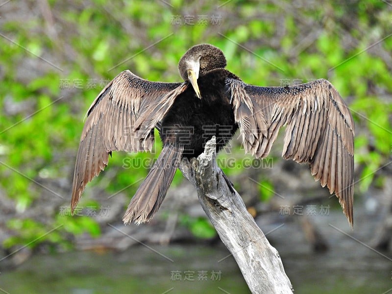 Anhinga Anhinga——栖息在一棵树上晾干翅膀